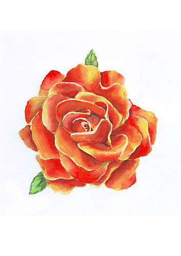 Karte orange Rose